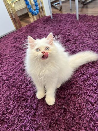 Kitten britisch Langhaar