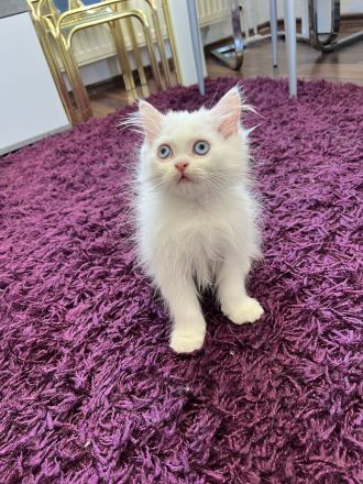 Kitten britisch Langhaar