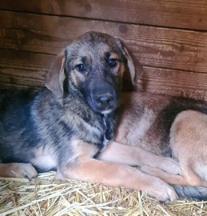 MARIOLA ca. 2-jährige, liebe Hündin, ca. 46 cm, seit Welpe im Tierheim