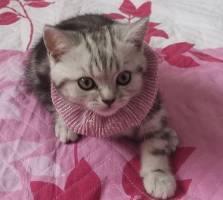 Katzenbaby Britisch