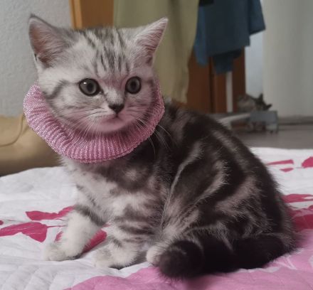 Katzenbaby Britisch