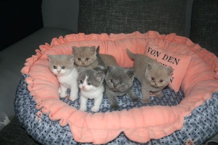 Cattery Von Lothbrok