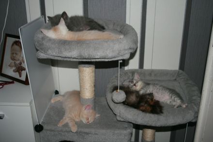 Cattery Von Lothbrok