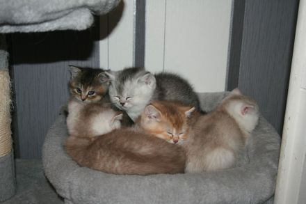 Cattery Von Lothbrok