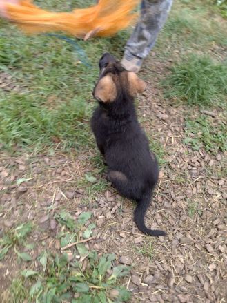 DDR Schäferhund Welpe