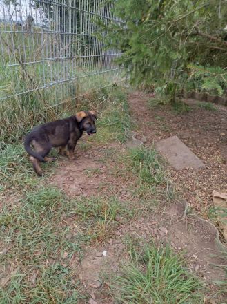 DDR Schäferhund Welpe