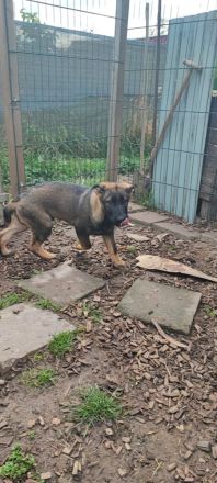 DDR Schäferhund Welpe