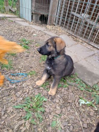 DDR Schäferhund Welpe