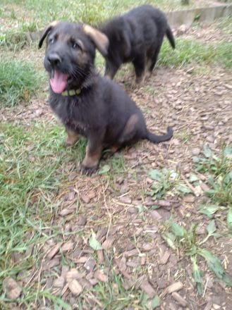 DDR Schäferhund Welpe