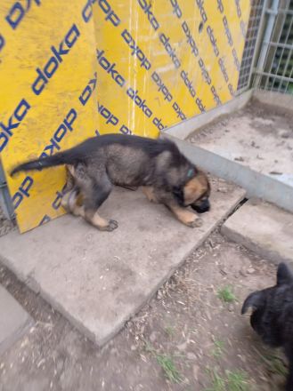 DDR Schäferhund Welpe