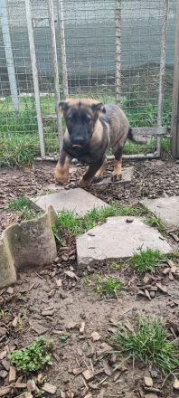 DDR Schäferhund Welpe