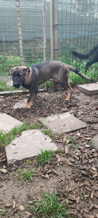 DDR Schäferhund Welpe