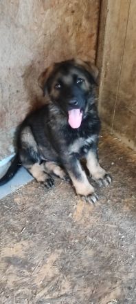 DDR Schäferhund Welpe