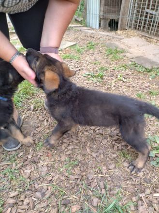 DDR Schäferhund Welpe