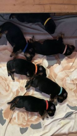 Deutscher Schäferhund Welpen