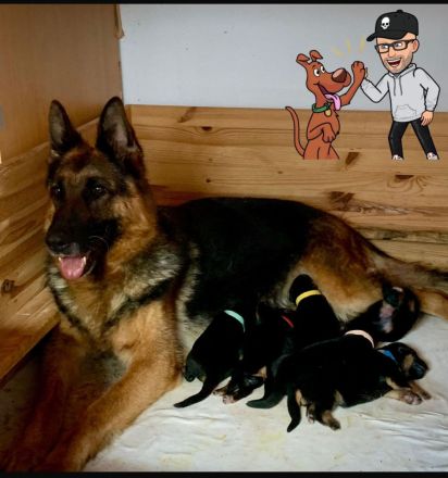 Deutscher Schäferhund Welpen