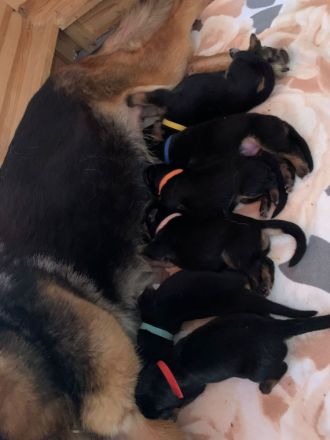 Deutscher Schäferhund Welpen