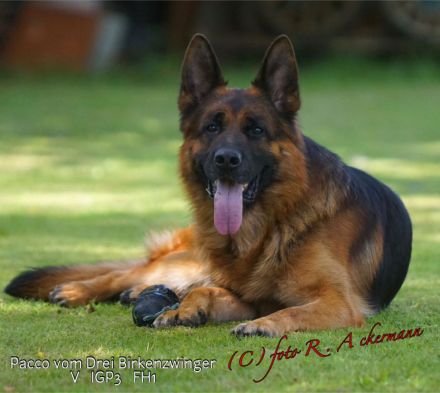 Deutscher Schäferhund Welpen