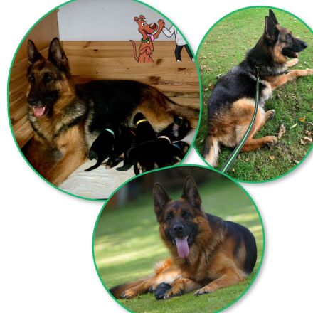 Deutscher Schäferhund Welpen