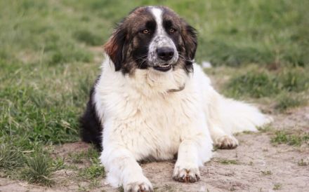 Coco sucht liebevolle Menschen
