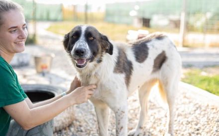 Coco sucht liebevolle Menschen