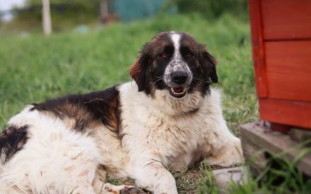 Coco sucht liebevolle Menschen