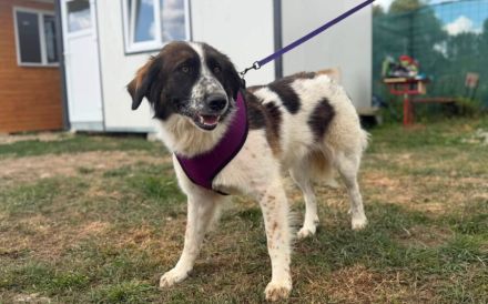 Coco sucht liebevolle Menschen
