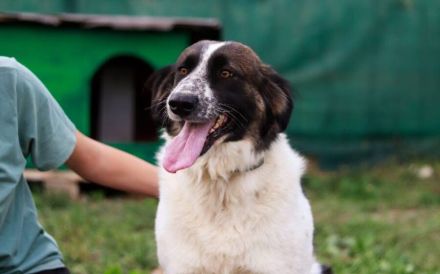 Coco sucht liebevolle Menschen