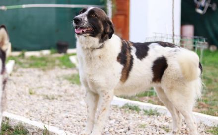 Coco sucht liebevolle Menschen