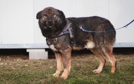 Dieter sucht sein Glück