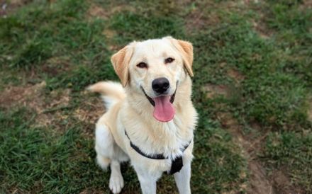 Fudge - sensible Seele sucht liebevolles Zuhause