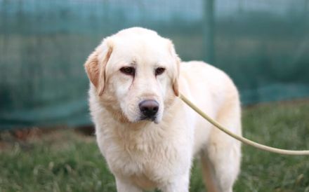 Fudge - sensible Seele sucht liebevolles Zuhause