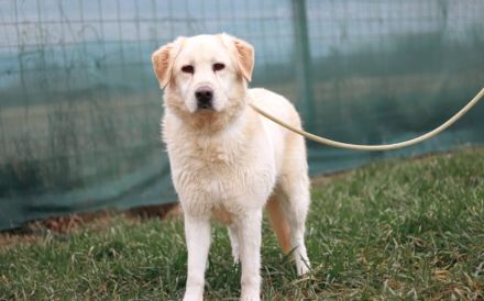 Fudge - sensible Seele sucht liebevolles Zuhause