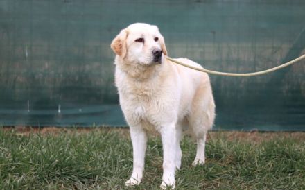 Fudge - sensible Seele sucht liebevolles Zuhause