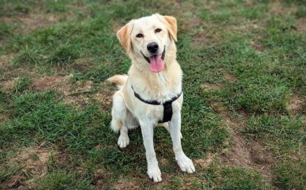 Fudge - sensible Seele sucht liebevolles Zuhause