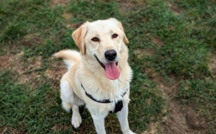 Fudge - sensible Seele sucht liebevolles Zuhause