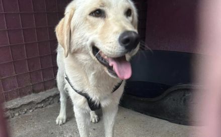 Fudge - sensible Seele sucht liebevolles Zuhause