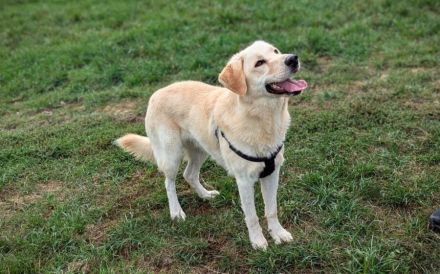 Fudge - sensible Seele sucht liebevolles Zuhause