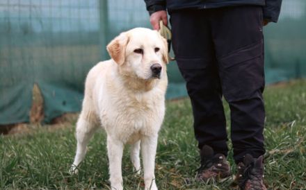 Fudge - sensible Seele sucht liebevolles Zuhause