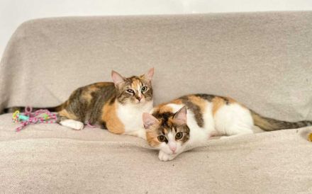 Hanny und Nanny warten schon auf dich