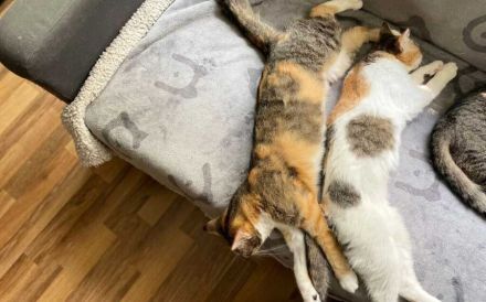 Hanny und Nanny warten schon auf dich