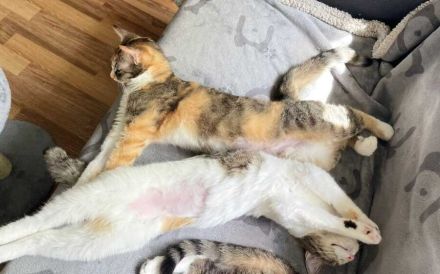 Hanny und Nanny warten schon auf dich