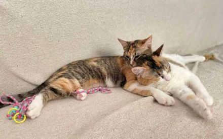 Hanny und Nanny warten schon auf dich