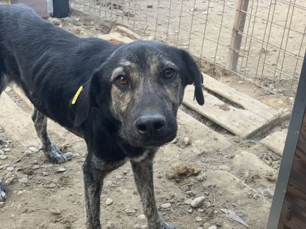 SICCO   unausgelasteter, Rüde, ca. 2 Jahre, ca. 60 cm, aktuell zu dünn