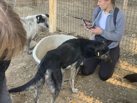 SICCO   unausgelasteter, Rüde, ca. 2 Jahre, ca. 60 cm, aktuell zu dünn