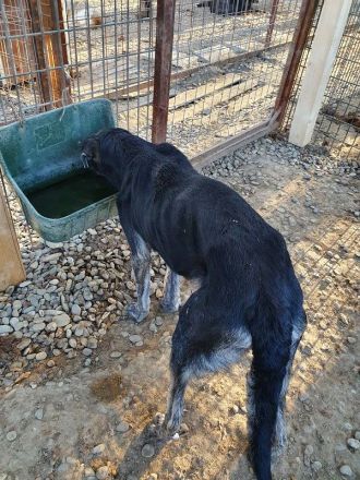 SICCO   unausgelasteter, Rüde, ca. 2 Jahre, ca. 60 cm, aktuell zu dünn