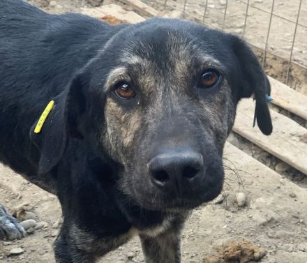 SICCO   unausgelasteter, Rüde, ca. 2 Jahre, ca. 60 cm, aktuell zu dünn