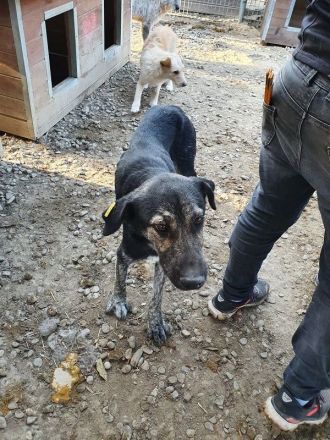 SICCO   unausgelasteter, Rüde, ca. 2 Jahre, ca. 60 cm, aktuell zu dünn