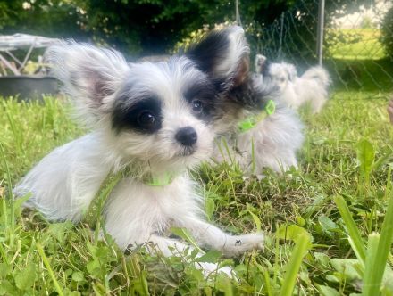 Chinesische Schopfhund Chinese Crested Powderpuffs