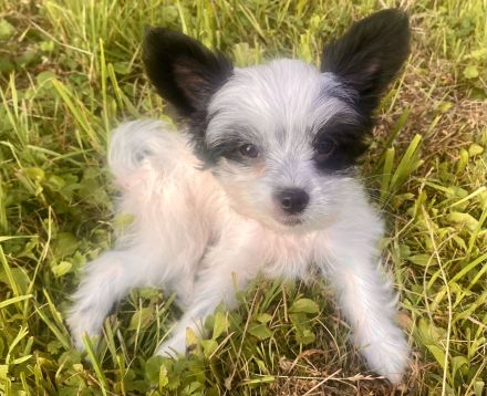Chinesische Schopfhund Chinese Crested Powderpuffs